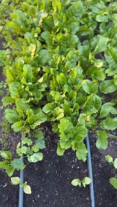 We’re thinning our beets / harvesting beet greens! We always over-seed our beets so that we can harvest huge bowls of beet greens to use in smoothies, sautés and salads while waiting for the beet roots to size up. If you love beets, this technique is for you ♥️ . . . #beets #growfood #vegetablegarden #gardenideas | Seattle Urban Farm Company