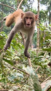 The little monkey's angry attitude😮 . . . . . . . . . . #LaughWithAnimals #angrymonkey | Laugh with Animals