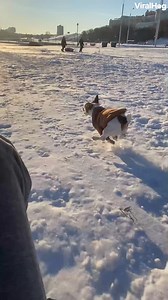 5.4M views · 180K reactions | He's not just running, he's flying ❄⛷ #viralhog #jackrussell #snow #sledding #Russia | ViralHog | Facebook