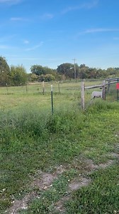 8.4K views · 413 reactions | Clementine—from FFA to sanctuary, she has a beautiful life ahead of her.  #IowaFarmSanctuary #CompassionLivesHere | Iowa Farm Sanctuary | Facebook