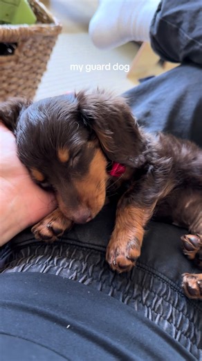 Choosing the Best Guard Dog for Home Protection