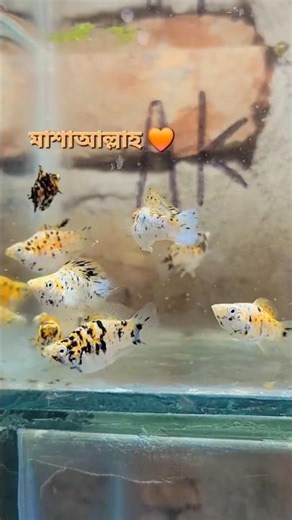 "Marble Balloon Molly Fish Care Guide Beautiful Aquarium Fish" #MarbleBalloonMolly #fish #fishtank