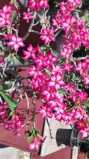 Amazing Adenium