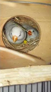 "Beautiful Crested Bengalese and Finches with Eggs & Chicks"