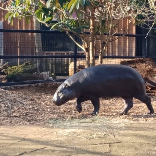 2.3K views · 180 reactions | Pygmy hippo, Amara, and new hippo-hubby,...