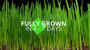 Cat Grass for Indoor Cats – Organic Grass Kit with Interactive Flippy Fish Toy (Wicker Brown)