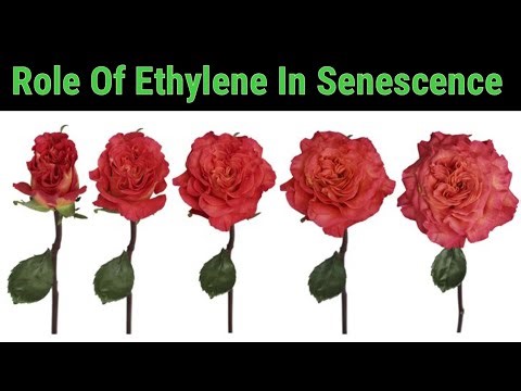Role Of Ethylene In Senescence | Lec. 81 | Plant Physiology
