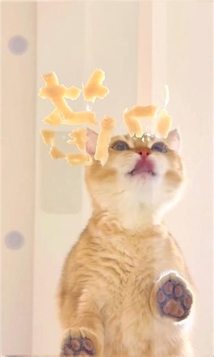 Snack time, time to unwind~ #cat #funny #cute #pets #animals