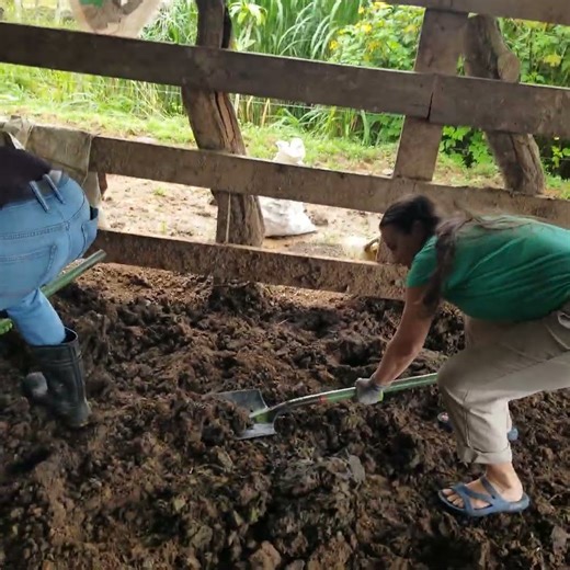 Collecting cow poop to make #soil with #permaculture #gardening #farming