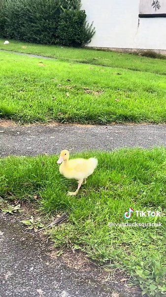 FIRST TIME IN THE WILD 😂 Debs loved a little run outside today. Little cutie 🥰 #petduck #fyp #tiktok #duck #duckling @𝐇𝐨𝐥𝐥𝐲ꨄ