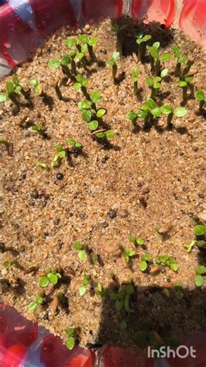 adenium seed germination #shorts #shortvideo #trending #viral #garden #nature #short #gardening