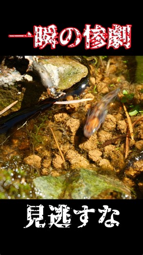 メダカ稚魚捕食の瞬間 #ショート #メダカ