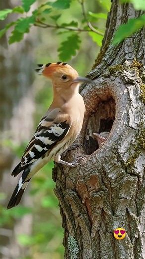 Hoopoe Nesting Journey Begins