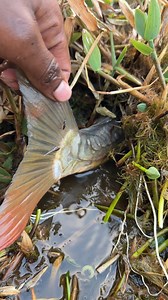 483K views · 3.2K reactions | Rural fishing in japan | MR Fishing Life | Facebook