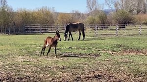 35K views · 7.7K reactions | Today was the first day since Elliot became ill that he and mamma Ellie actually got to stretch their legs. It feels like such a miracle to watch him run. Thank you so much to everyone that helped make this moment possible ❤️❤️❤️❤️ | West Elk Equine | Facebook