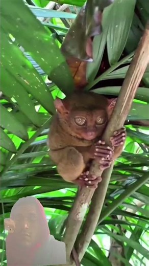 ये आँखों से शिकार करता है 😳 | Tarsier #facts #animals #animalfacts