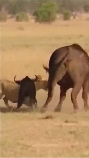 Mother Buffalo vs Lion… Instant Revenge #wildlife #africansafari #savannah #shortvideos