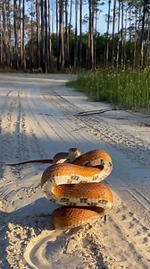 69K views · 392 reactions | Animal Planet TV on Reels | Facebook