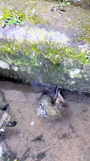 17K views · 52 reactions | Garden vs snails: you lose ⚔️ #snails #pests #fight | Unwanted Snail | Facebook