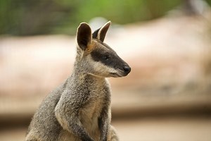 Can Wallabies And Kangaroos Interbreed? - Cool Wood Wildlife Park