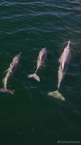 Special moment with a pod of Australian humpback dolphins (Sousa sahulensis) #humpbackdolphin #dolphins #ocean #richardsidey #australia | Richard Sidey