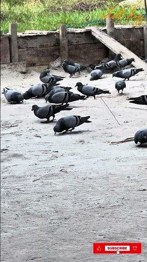 Flying Pigeon Captured on Camera | Peaceful Pigeon Flight | Nature in Motion