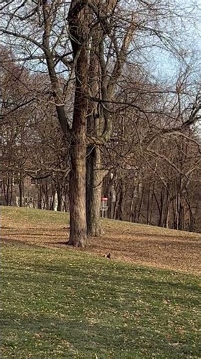 Flame Dyed Pyro Forehand Hyzer Placement