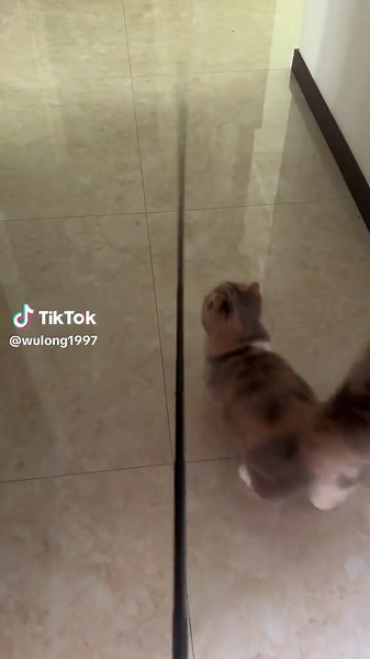 Adorable Cute Cat Videos to Brighten Your Day
