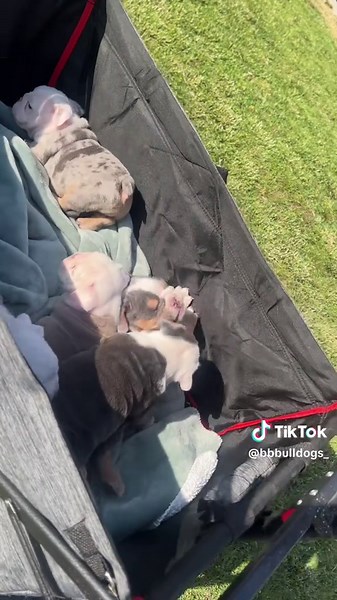 The Best Akc bulldogs !!! About 2 1/2 weeks and they will be good to go comes with Akc paperwork🐶🐾 #English#bulldogs #puppiesavailable #puppyadoption #puppytiktok #puppydog #puppylife #puppytok #puppycheck #puppytraining #puppybowl #puppys #puppylover #bulldogsoftiktok #bulldoglife #bulldoglife #bulldogtiktok #bulldogsofinstagram #bulldogslovers #akc #akcbulldog #englishbulldogpuppiesforsale #englishbulldogpuppies #englishbulldogpuppiesoftiktok #akcregistered #puppymush #dogmom #wrinkles #dogp