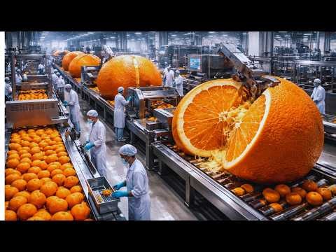 À l’intérieur d’une usine de jus d’orange sauvage | Processus industriel extrême à grande échelle