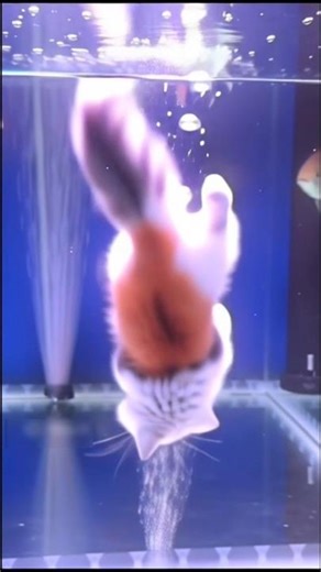 The Miracle of Fish Turning into Kittens😱#shorts