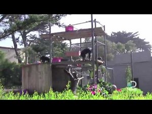 Chimp Goes Crazy! Explained