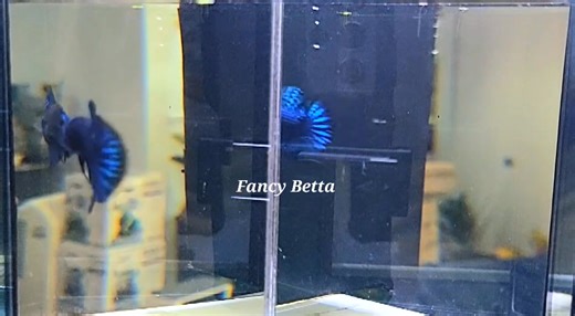 Alien Betta Blue Hybrid | Fancybetta