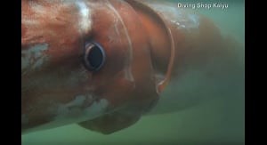 Video: Gorgeous footage of a rare, deep-sea squid swimming in shallow waters