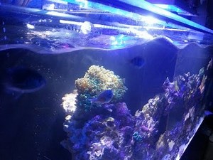 Jebao WP-40 Wave Maker (In Action)