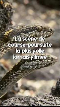 Iguanes 🦎vs Serpents 🐍 : ce qu’il fait à la fin va vous scotcher ! 🤯