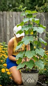 Growing Cucumbers in Pots! 🥒 Easy DIY Obelisk Trellis for Small Gardens