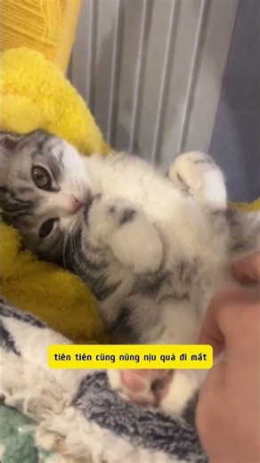 Bé Con Tự Ngủ Ngoan Ơi Là Ngoan! #notapetvn #pets #funny #cat #pet #cute #thucung #meocung