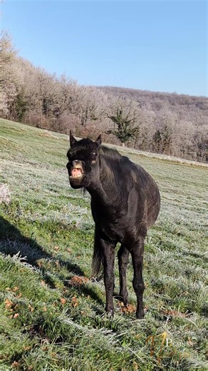 Les plaines de N'dya on Instagram: "🐴 Saviez-vous que… …le capital santé d’un cheval se joue dès ses tout premiers jours — et même avant sa naissance ? Pendant la gestation, la jument fournit à son poulain d’énormes besoins en calcium et minéraux, indispensables à la construction de son squelette… et de ses dents 🦷 Oui, les dents aussi se préparent très tôt, bien avant qu’on les regarde avec une râpe à la main 😉 👉 Un apport insuffisant à ce stade peut entraîner : - une minéralisation incompl