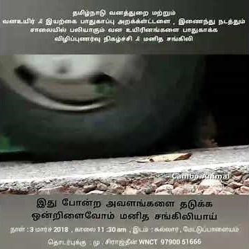 Stop Roadkill Wildlife