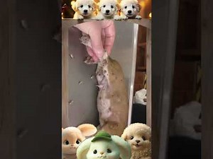 Mangoworm Removal Compilation, Rescue Dog Mangoworms, Vet Mangoworm Treatment ❤️