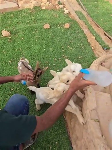 Dwarf Goat Feeding Time: Watch 4 Adorable Goats Line Up for Their Meal