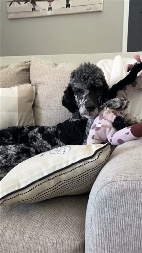 When Your Favorite Toy Becomes a Pillow 🐾🦒 #shorts
