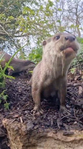 Those squeaks 👌 Many cute videos of otters online are from the exotic pet trade, which is bad news for otters health and their safety in the wild. But you can get your otter fix without putting them at risk, simply by liking and sharing our videos instead! Our otters are a part of a conservation breeding programme, are expertly cared for and are given everything they need to thrive. | Whipsnade Zoo