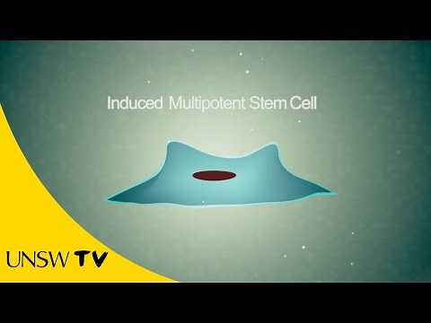 Breakthrough for stem cell therapies