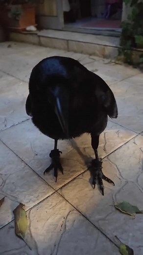 2.6K reactions · 78 shares | Moonin 殺 | Moonin Raven | Facebook