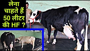 152K views · 248 shares | FOR SALE-10 Top Class HF Cows  at Sahyog Dairy Farm Website : https://sansaniwaldairyfarm.com/ | Sansaniwal Dairy Farm | Facebook