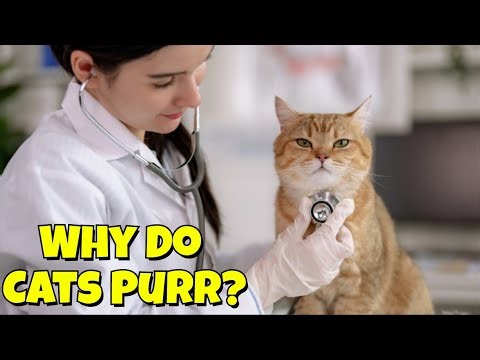 WHY YOUR CAT PURRS & MEOWS