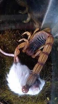 Scorpion feeding mouse