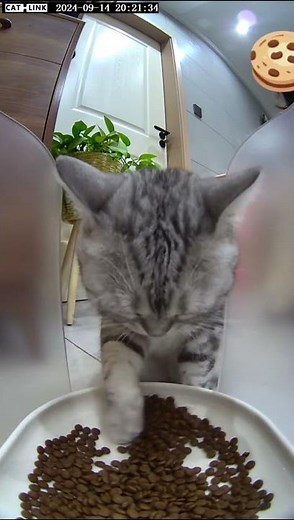 Hungry Cat Eats with Both Paws | Cute and Funny Cat Moment